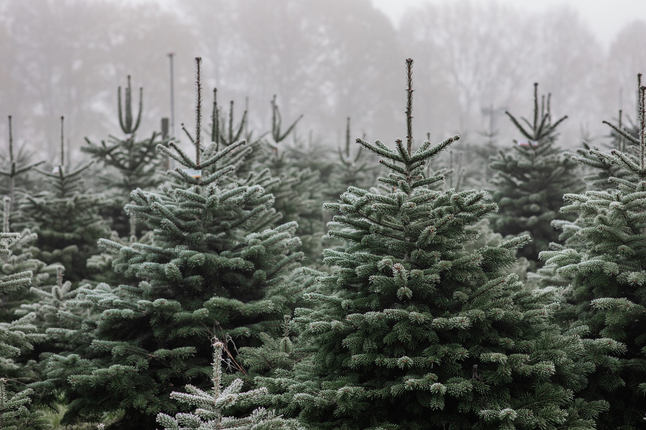 Which Type of Christmas Tree Should You Get? Here's What Experts Say