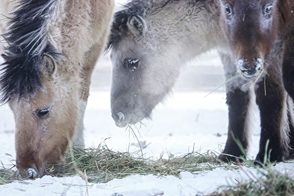 The Horses of Siberia Are Rapidly Evolving, Study Suggests