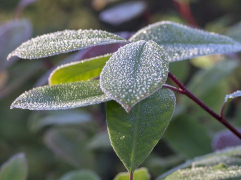 Frost on leaves in the garden