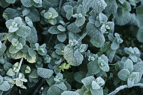 frosted mint leaves in the garden