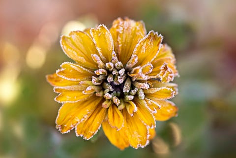 Frosted yellow Rudbeckia flower also known as Coneflower