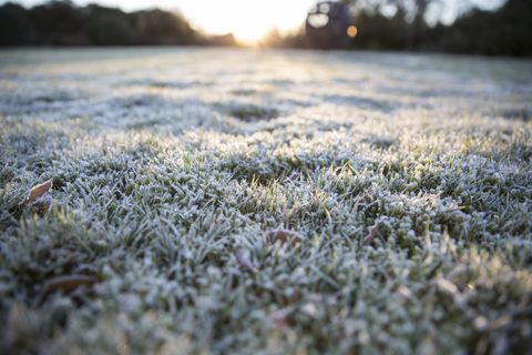 frosty lawn