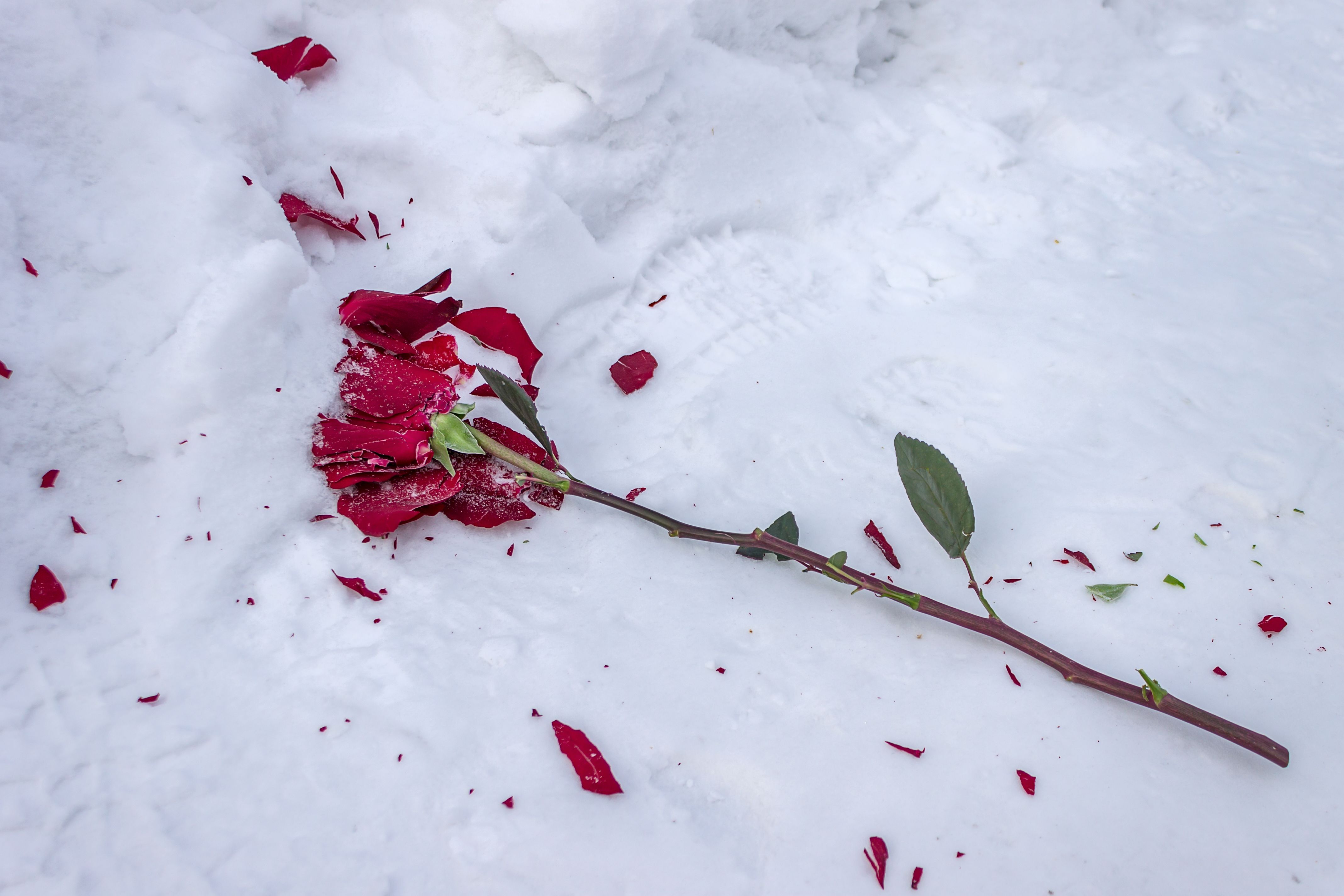 Сломанные розы на снегу