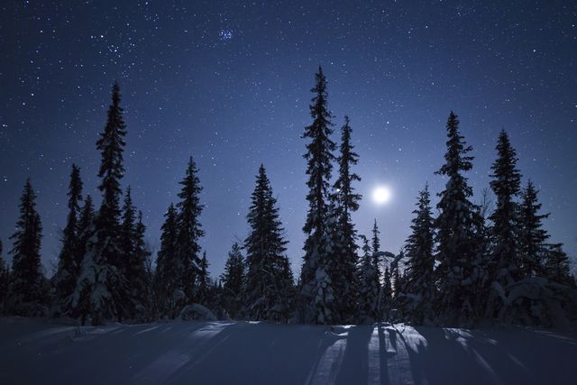 frozen forest in moonlight, kiruna, sweden