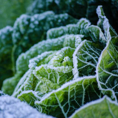 Close-Up Of Frozen Cabbage Growing Outdoors