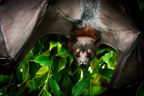 Bat Facts and Photos - Animal Fun Facts - Bat Appreciation Day