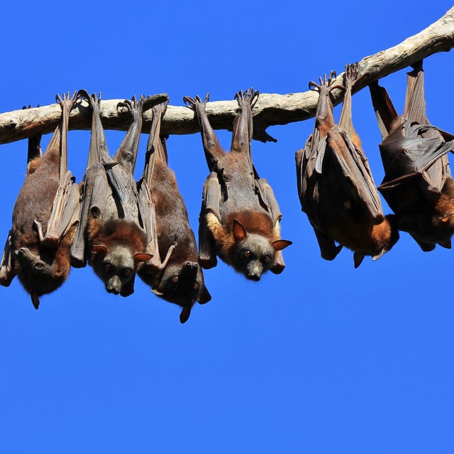 Bat Facts and Photos - Animal Fun Facts - Bat Appreciation Day Bat Facts and Photos - Animal Fun Facts - Bat Appreciation Day