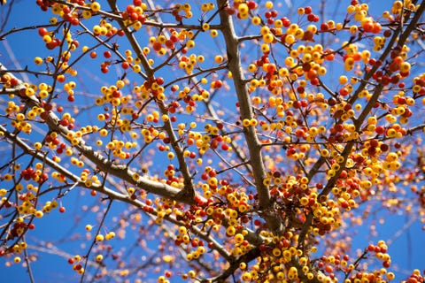 close up of the numerous small fruits of the japanese ornamental apple tree   malus toringo    in germany in the cold november, when the tree has already no leaves