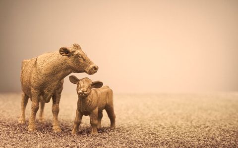 stierkalf hendrik koehandel bio industrie vandrie lely de heus