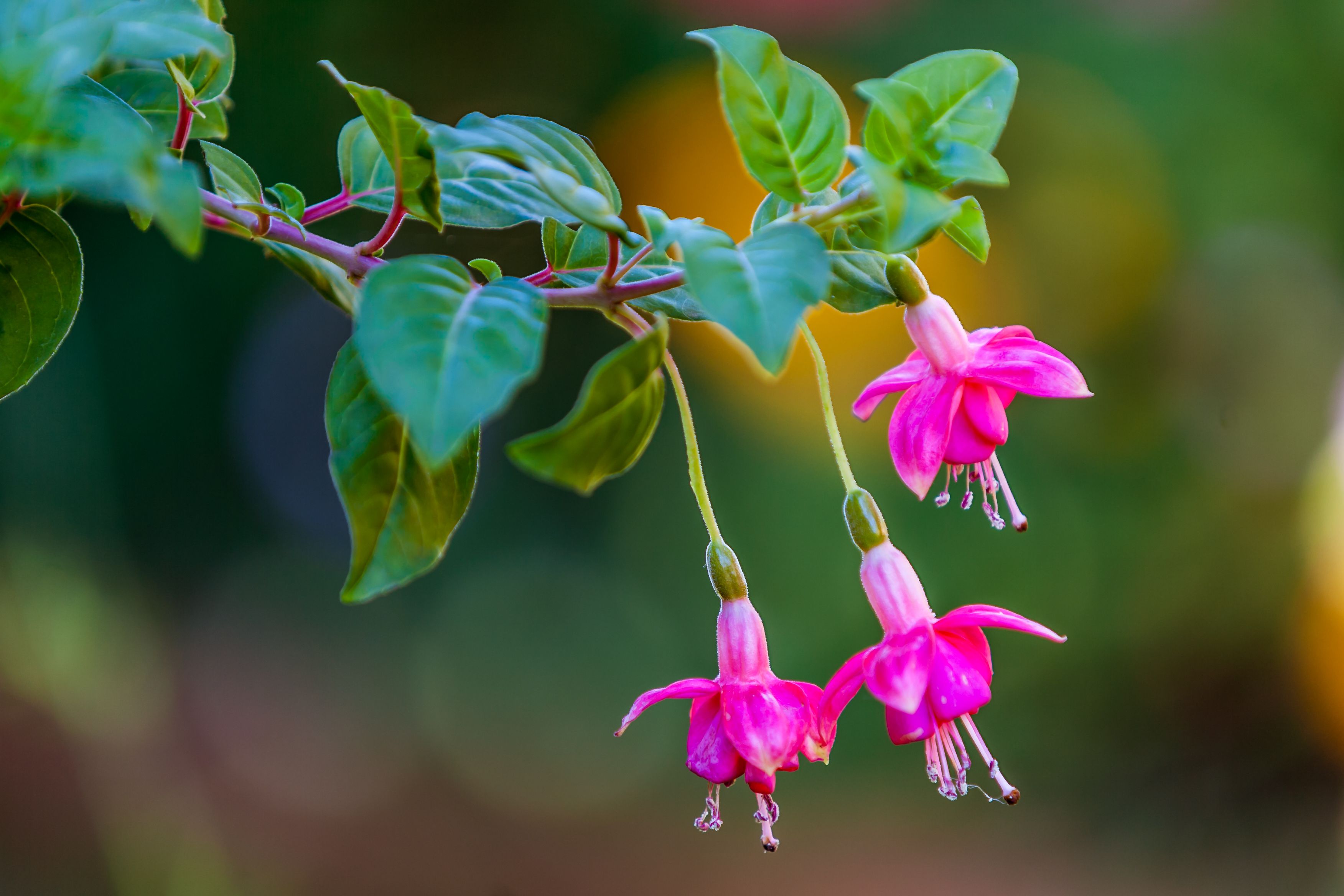 20 Best Annuals For Shade - Plants & Flowers For Low-Light Gardens