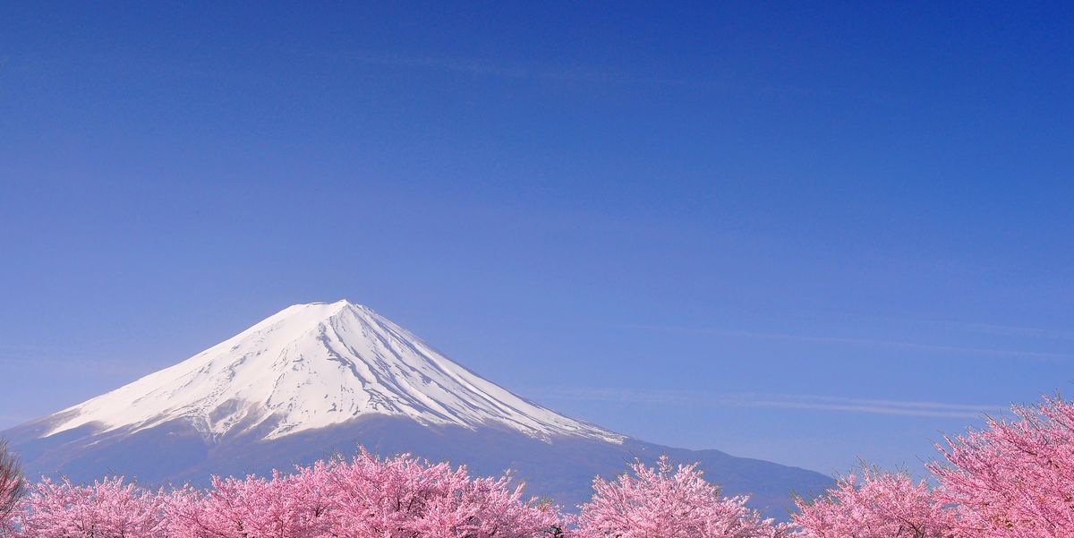 Japanese Cherry Blossom 12 Unusual Things You Should Know 