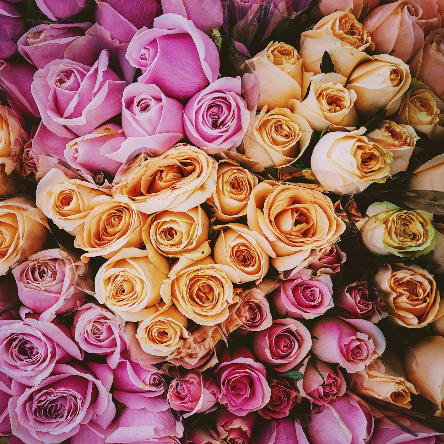 Rose Color Meanings to Know Before Sending a Bouquet