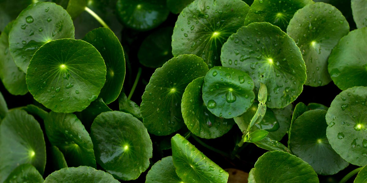 centella asiatica és anti aging