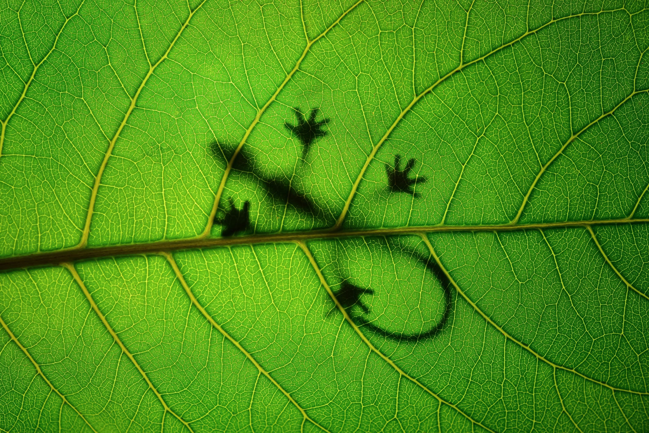 Whoa, Scientists Made Animal Cells Do Photosynthesis