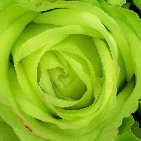 green rose meaning in love