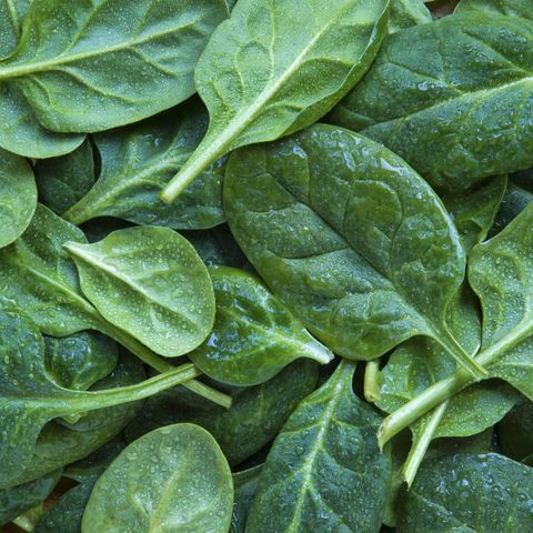 full frame shot of leaf spinach