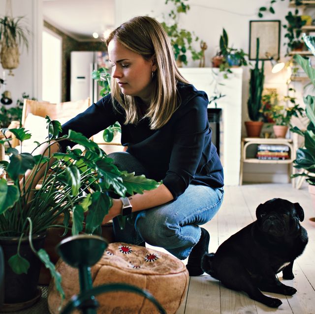 full length of woman crouching by pug potting plant in room at home