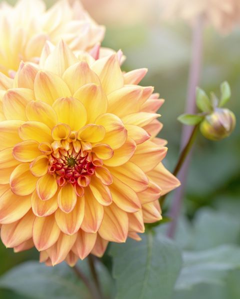 25 Best Full Sun Perennials Plants Flowers For Sunny Gardens