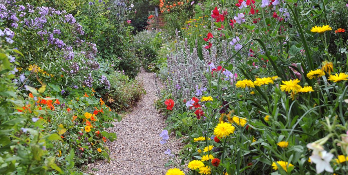 25 Best Full Sun Perennials Plants Flowers For Sunny Gardens - Perennial Plant Garden Design