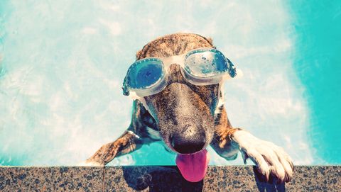 een hond koelt af in het zwembad tijdens een hittegolf