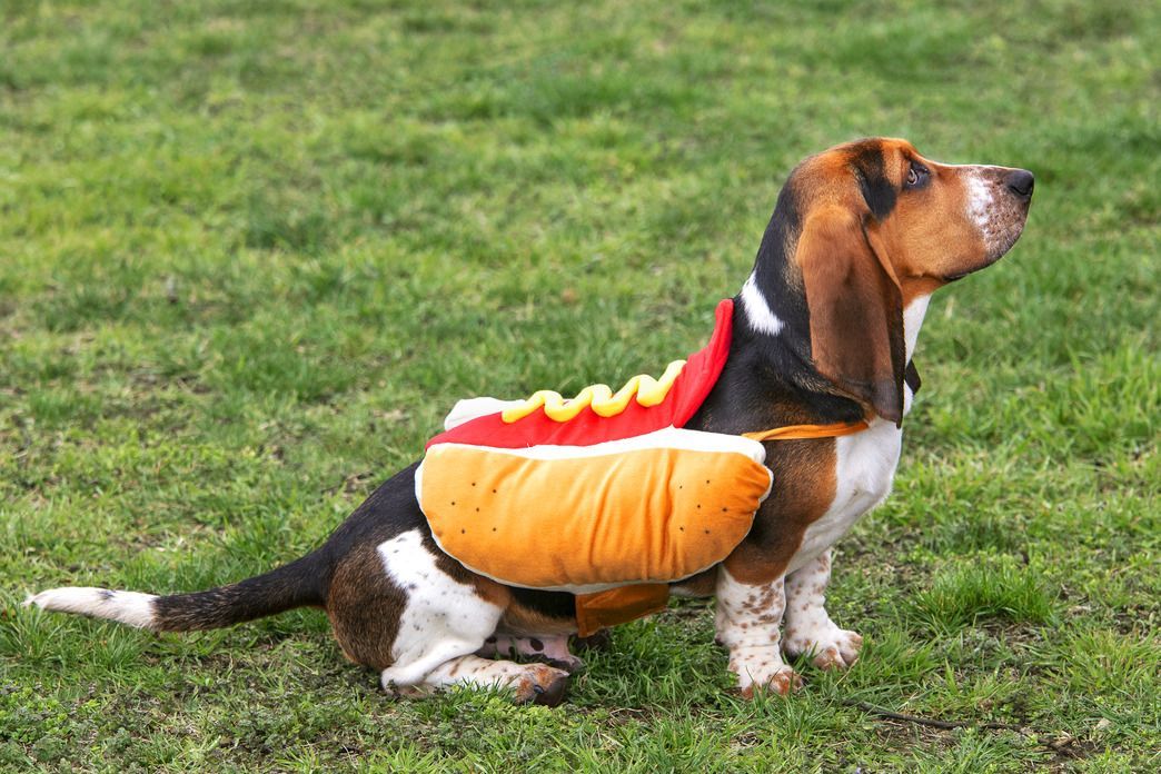 watch dog costume