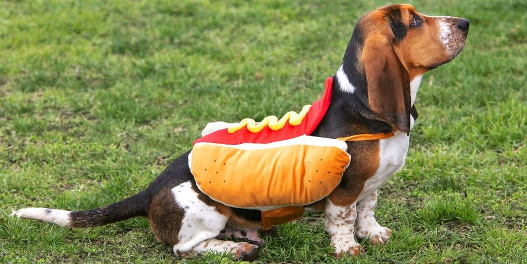 4 Steps to Get Your Pet Comfortable in Their Halloween Costume