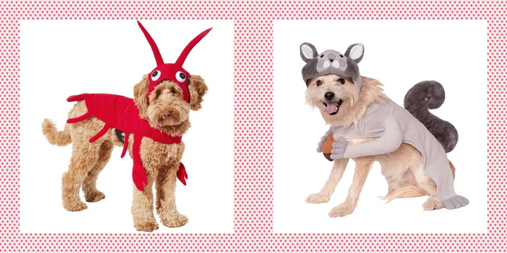 42 Best Dog Halloween Costumes - Funny and Cute Dog Costume Ideas