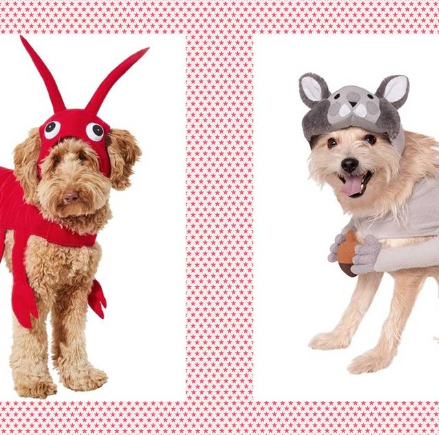 funny dog halloween costumes  red lobster dog costume and squirrel pet costume