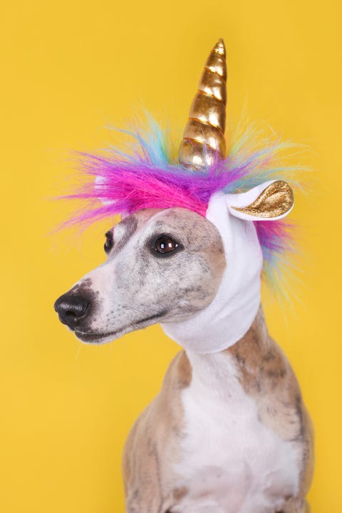 funny dog with unicorn hat