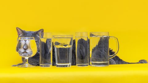 een kat achter glazen water