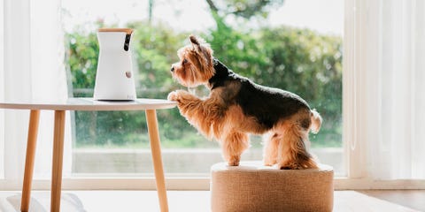 Furbo Dog Camera With Nanny Treat Tossing Feature And 2 Way Audio Furbo Dog Camera