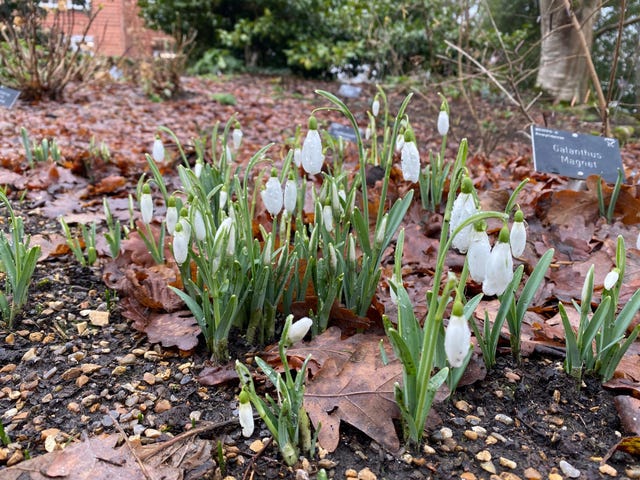 Spring Flowers Are Blooming Early At Rhs Wisley