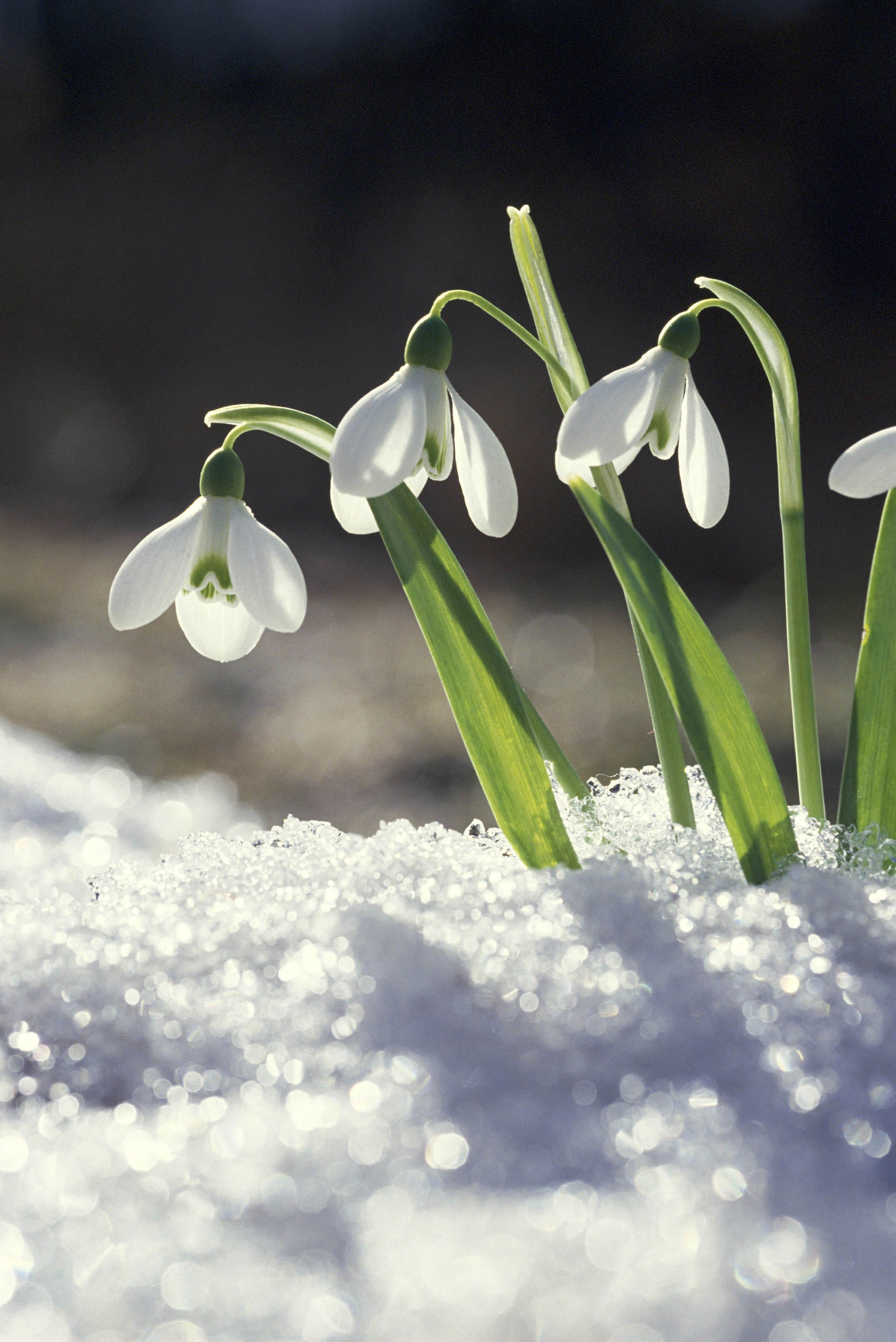 winter flowers