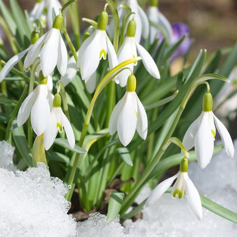 Galanthus Woronowii 'Elizabeth Harrison' Snowdrops Sell For Hundreds Of ...