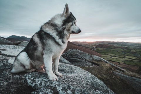 Game Of Thrones Direwolf Dog Dies Following Cancer Battle