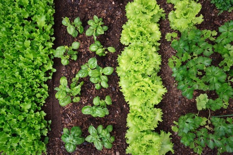 Garden Bed Plantings garden bed plantings