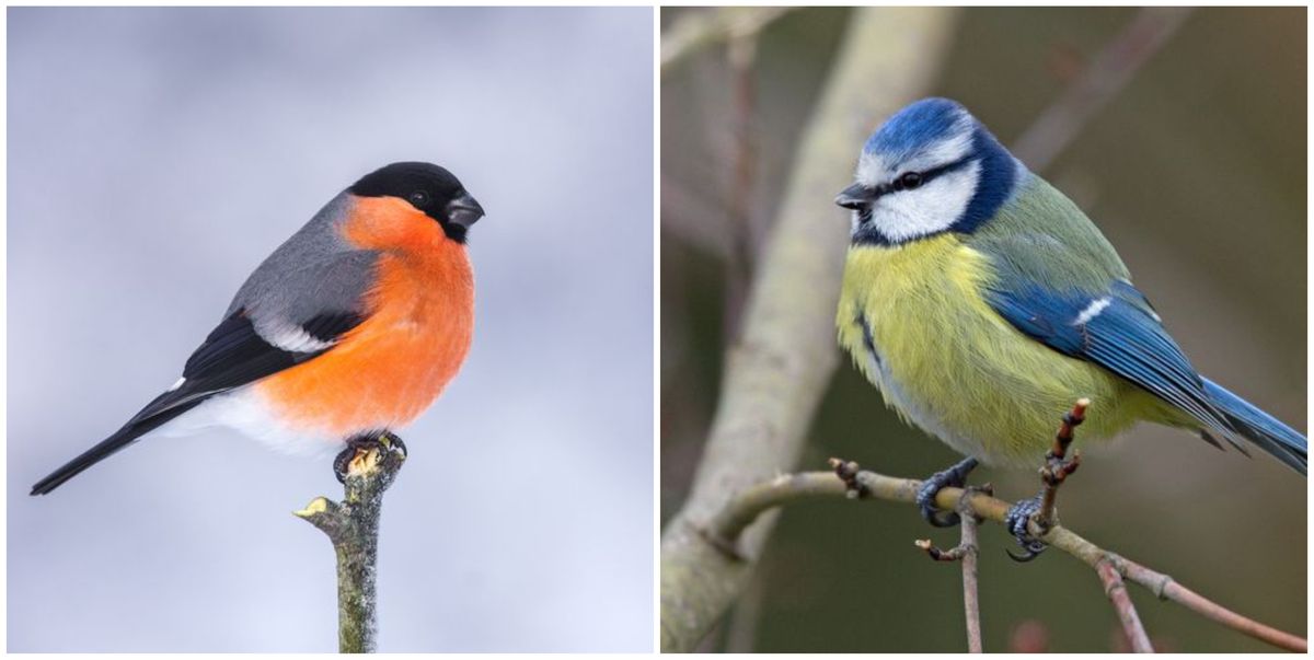 24 British Birds You Can Find In Your Garden This Spring