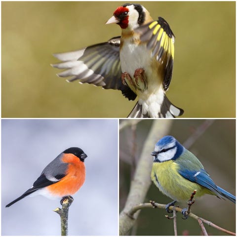 12 Common British Birds You Can Find In Your Garden