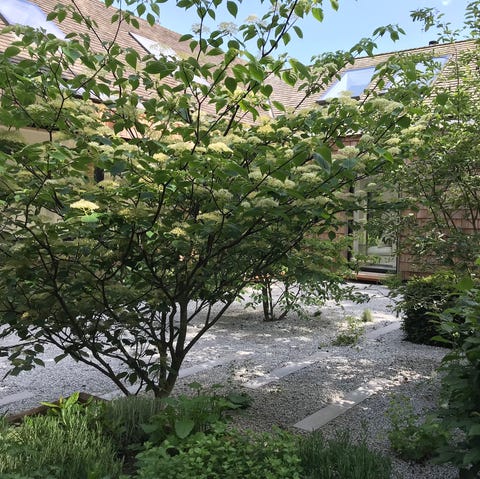 Jardin d'arbres à plusieurs tiges par Caitlin McLauglin