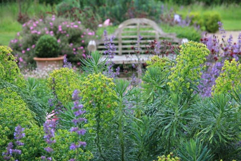 cottage garden, garden by andrew duff