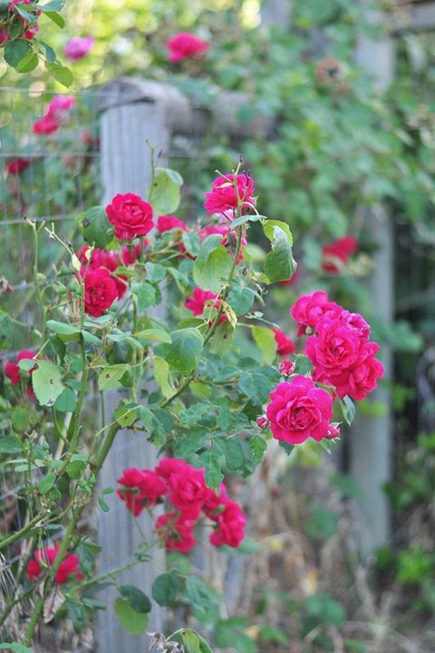 garden fence ideas summer roses mesh wire fence