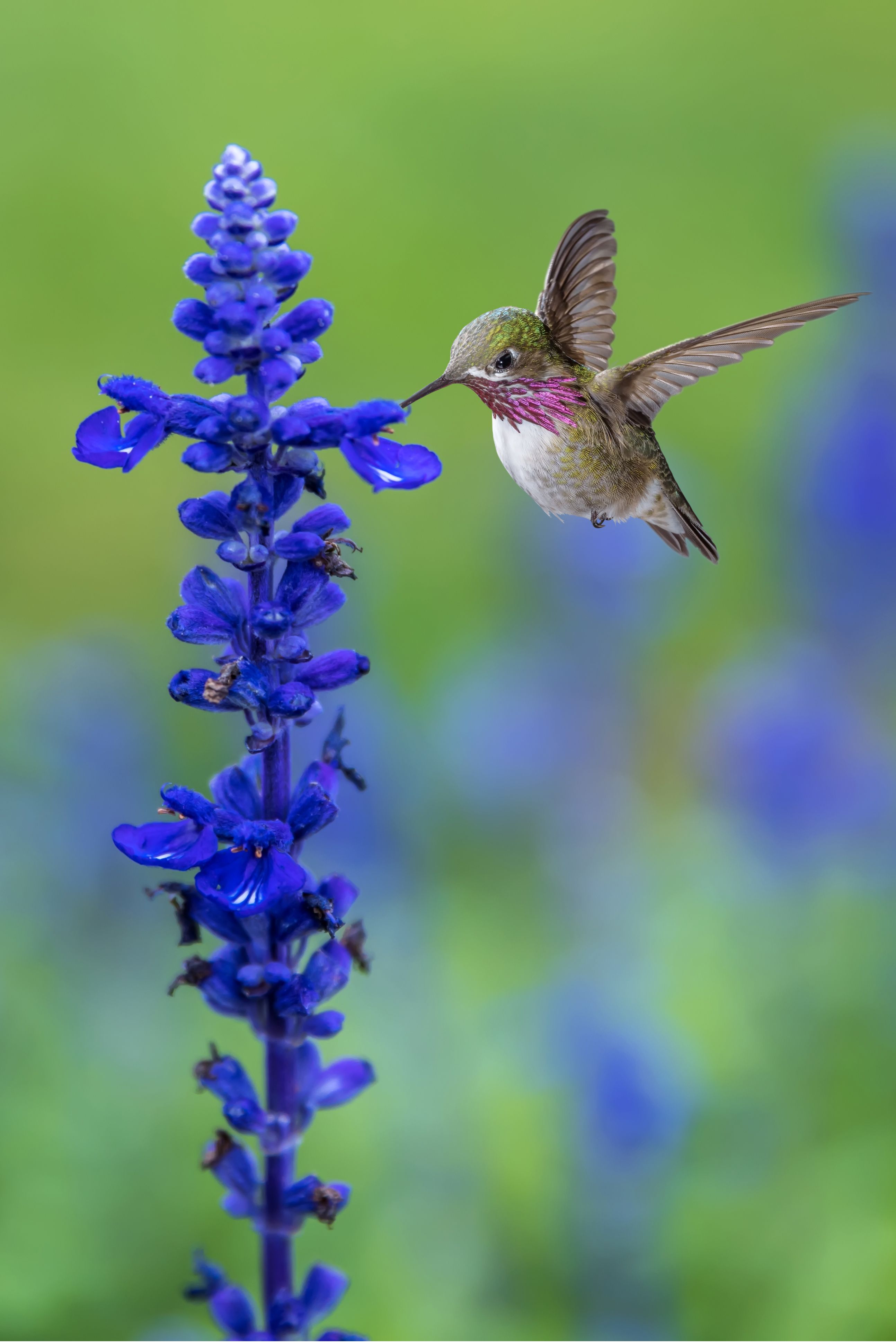 15 Hummingbirds Facts How To Attract Hummingbirds