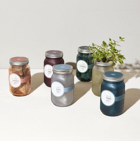 Modern Sprout Lets You Grow Foolproof Flowers And Herbs Grow Foolproof Flowers And Herbs, Modern Sprout Indoor Herb Garden Kit