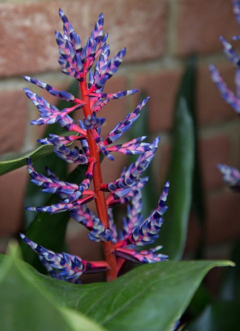 Bright plants Bright plants photo