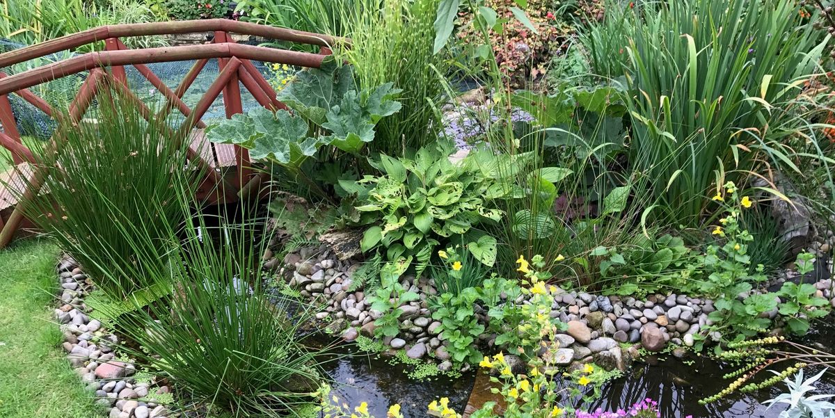 Pond In Your Garden Large Ponds, Plants For Small Patio Pond