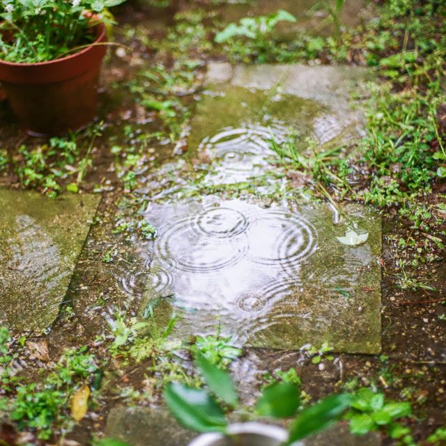 get gardens ready for heavy rainfall this week, says the rhs