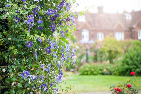 closeup of a purple clematis viticella growing over an arch in a summer garden