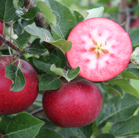 garden trends 2022 apple ‘rosette’