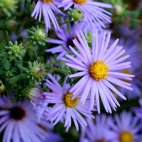 garden trends 2022, a close up of aster flowers of the hardy blue variety showing their lavender petals and yellow centers along with some buds on green stalks