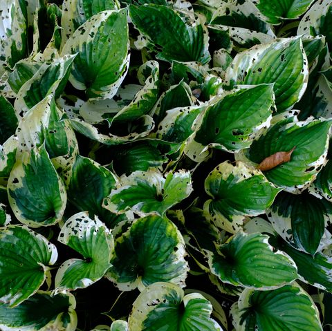 garden trends 2022 hosta twilight in autumn, berkshire, england   september 20, 2020 this green and white hosta has been eaten in places, probably by slugs or snails